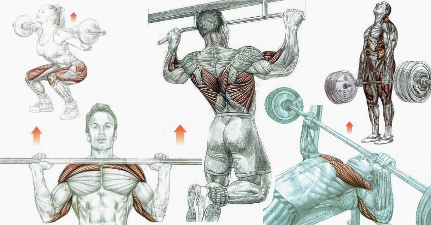 compound exercises for full body muscle training